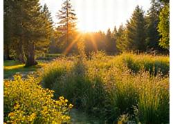After: Lush, restored Idaho property after sustainable land management, showing healthy native plants and water features